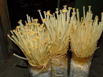 金针菇栽培技术（金针菇深受火锅爱好者的欢迎，是一种高钾低钠食品。经常食用金针菇，不仅可以预防和肝脏病及胃、肠道溃疡）