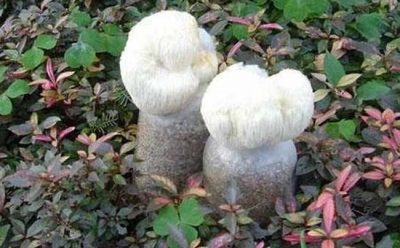 猴头菇种植技术（猴头菇人工裁培在各地已形成不同程度规模。突出的问题是产蚤虽能达标）