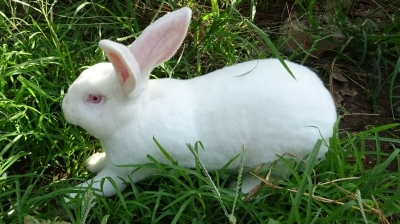  獭兔养殖技术及高产饲料配方（獭兔是一种皮、肉、观赏多用的品种，目前市场需求很大） 