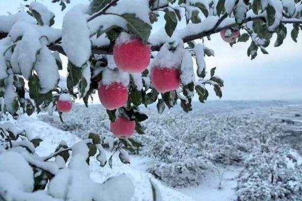  自然风光一道美景，大雪下的红苹果艳丽多彩，网友：要冻坏，农民却有其它的担心 