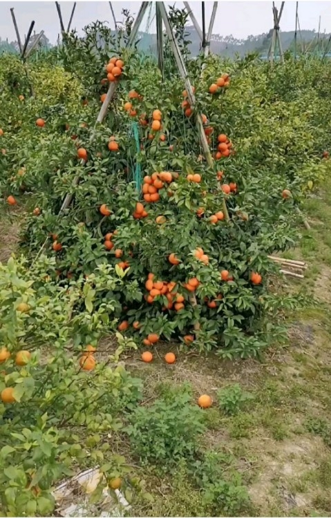 春天的橘子园