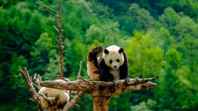 去看大熊猫的有没有一起的？